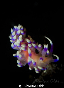 Flabellina marcussorum with pink eggs and feeding. by Ximena Olds 